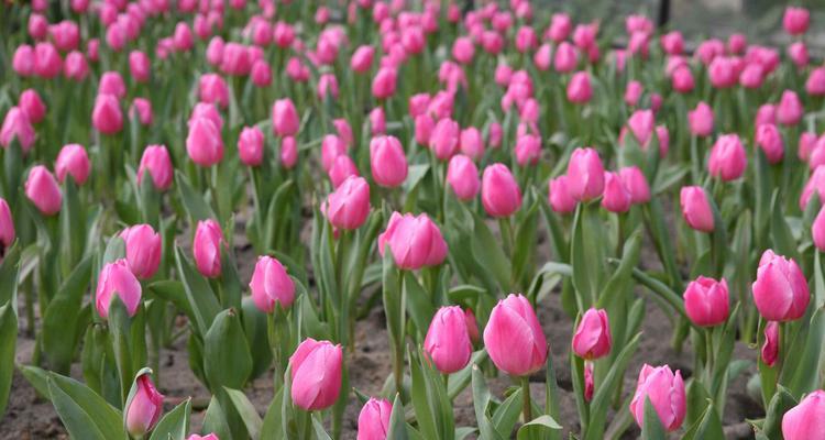 野生郁金香（探寻野生郁金香的花语与魅力）