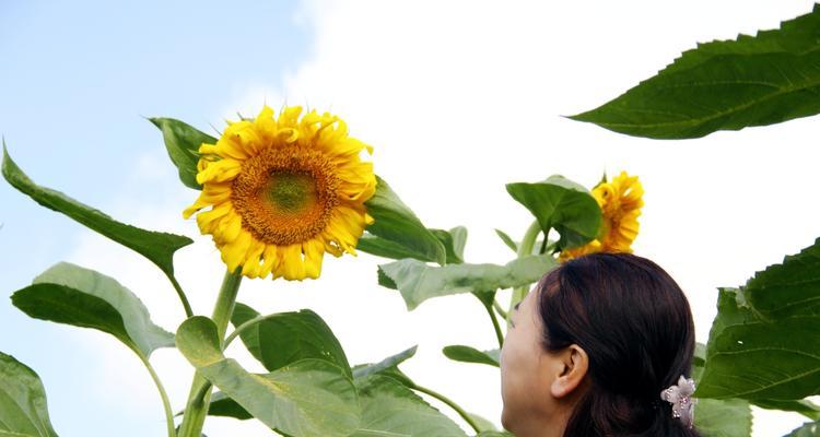 向日葵花的含义与人生哲理（用向日葵花的坚韧与向阳精神诠释生命）