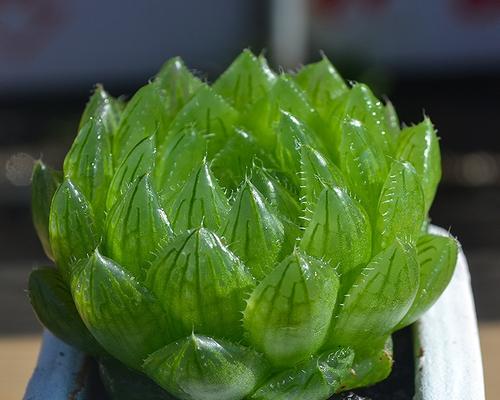 以以爱为名，寄托爱情的多肉植物（承载爱情的绿色生命之源）