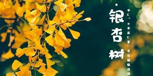 银杏叶的花语（寓意深远的银杏叶）