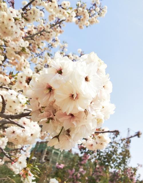 樱花的花语和传说（探寻樱花的美丽与神秘）