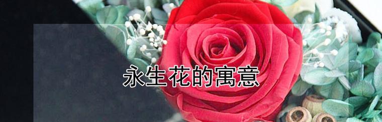 永生花花语的魅力与意义（用花语故事传递永恒的情感）