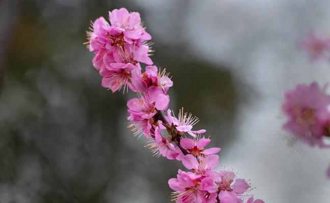 以榆叶梅的花语及作用（榆叶梅的美丽寓意与滋养功效）