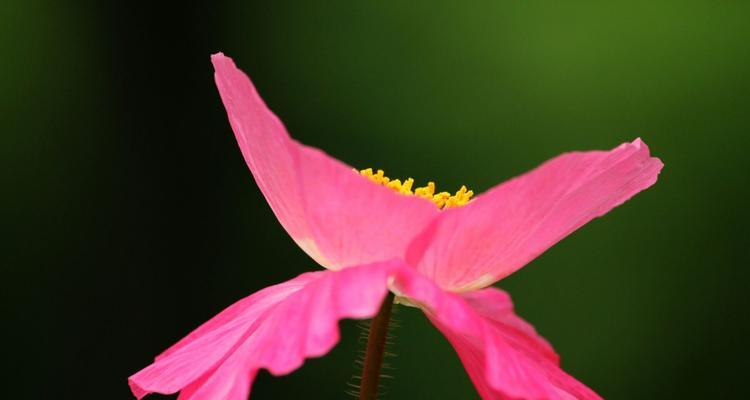 虞美人花语解析（虞美人花语的含义及其在爱情中的象征意义）