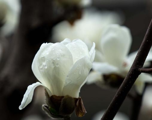 玉兰花的象征意义——坚韧与纯洁（探究玉兰花的文化内涵和美丽之处）