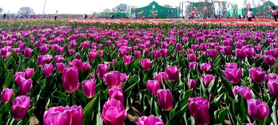 郁金香花语告诉您，适合送给哪些人（揭示郁金香的花语）