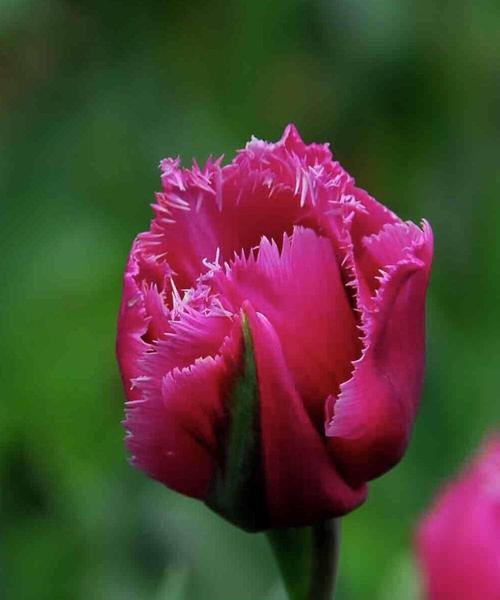 郁金香花语告诉您，适合送给哪些人（揭示郁金香的花语）