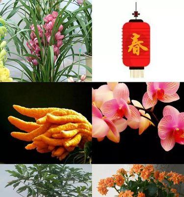 年宵花（盛世花开）