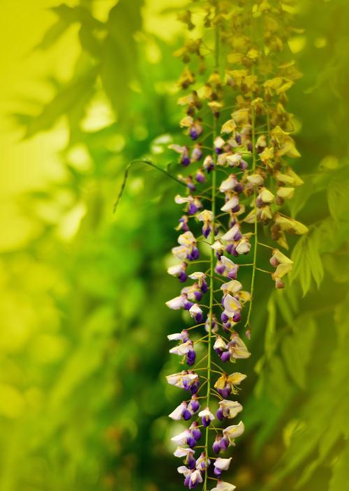 紫藤花的寓意与象征（探究紫藤花在文化中的多重象征意义）