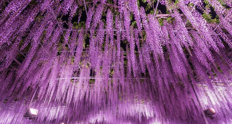 紫藤花的寓意与象征（探究紫藤花在文化中的多重象征意义）