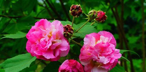 芙蓉花的象征意义及文化传承（芙蓉花的美丽与坚韧——中国传统文化中的代表）