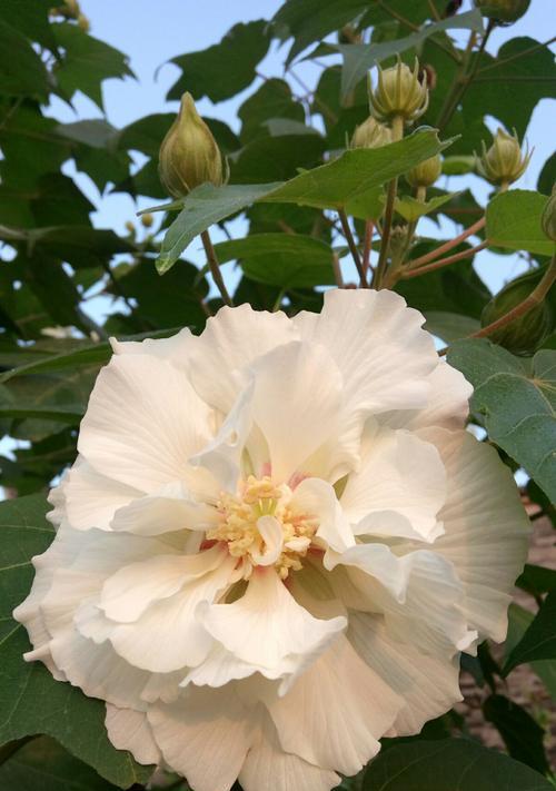 芙蓉花的象征意义及文化传承（芙蓉花的美丽与坚韧——中国传统文化中的代表）