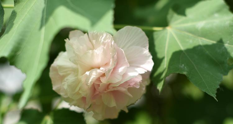 富贵荣华，以芙蓉花为象征的传世之美（芙蓉花）