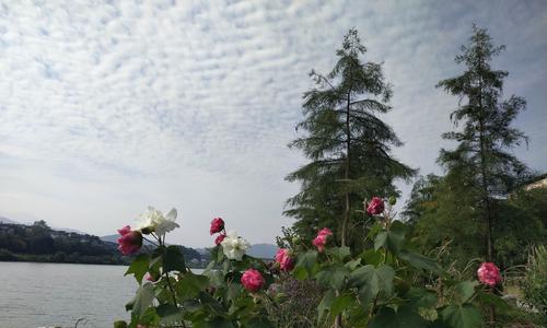 富贵荣华，以芙蓉花为象征的传世之美（芙蓉花）