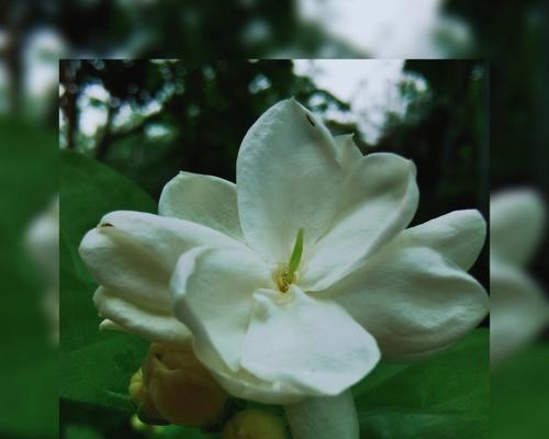 茉莉花的花语与故事（清香四溢的茉莉花散发着爱情和纯洁）