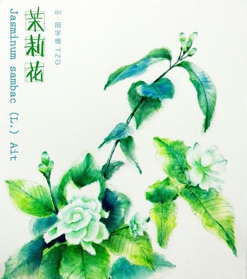 茉莉花的花语与故事（清香四溢的茉莉花散发着爱情和纯洁）