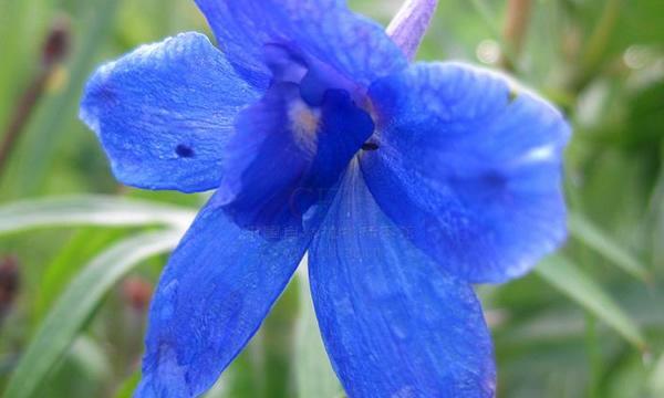 藿香花语与传说（藿香的花语和传说中的神奇力量）