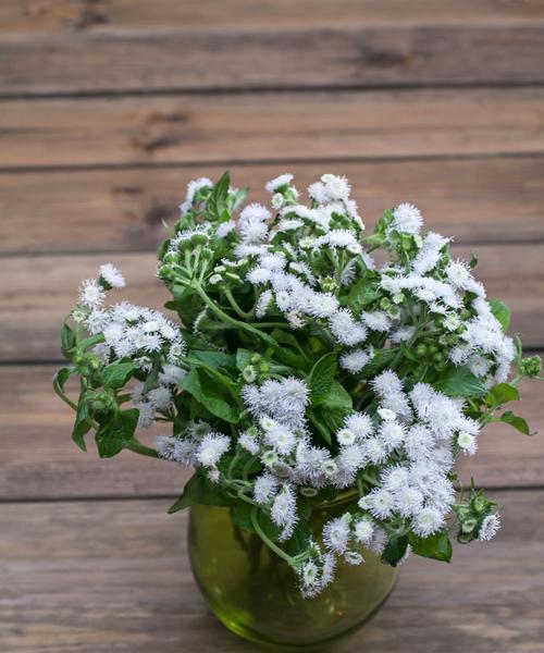 藿香花语与传说（藿香的花语和传说中的神奇力量）