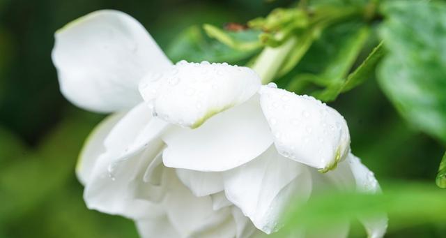 栀子花（花开如雪）