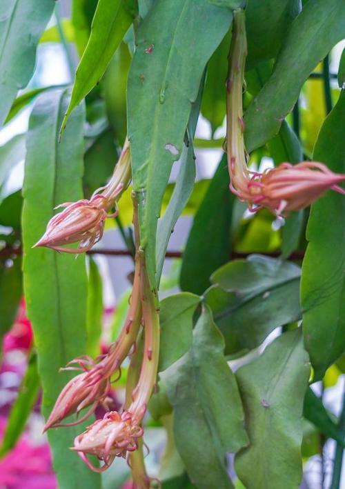 以昙花代表生肖的意义（昙花）