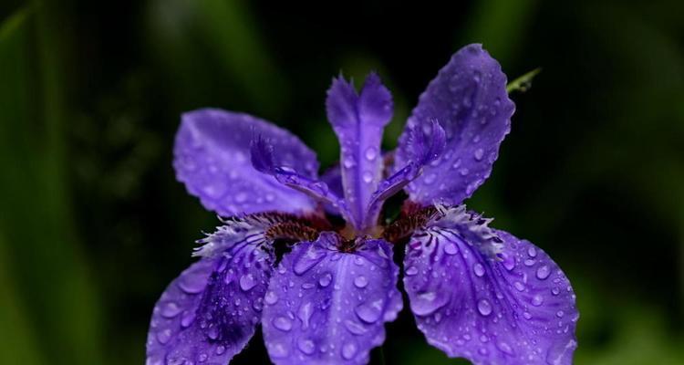 鸢尾花之花语与意义（揭开鸢尾花的神秘面纱）