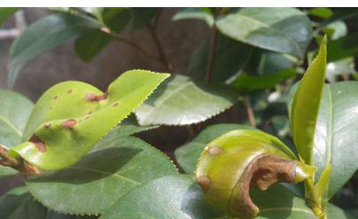 茶花叶尖为什么会发黑（探究茶花叶尖发黑原因及解决方法）