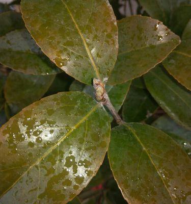 茶花叶尖为什么会发黑（探究茶花叶尖发黑原因及解决方法）