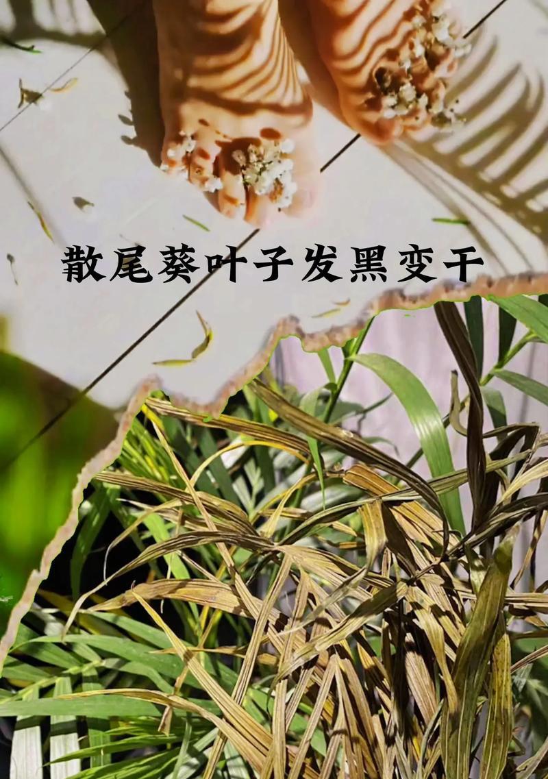 怎样处理茶花叶子发黑问题（茶花叶子发黑的原因及解决方法）