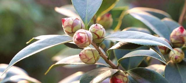 茶花怎么快速开花（15个技巧教你让茶花早日绽放）