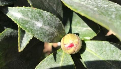 山茶花种子发芽全过程（种植技巧）