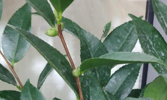 如何选择最佳茶花种植时间（茶花种子栽培技巧和注意事项）