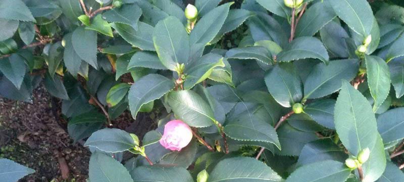 茶花种子怎么快速催芽（催芽方法大揭秘）