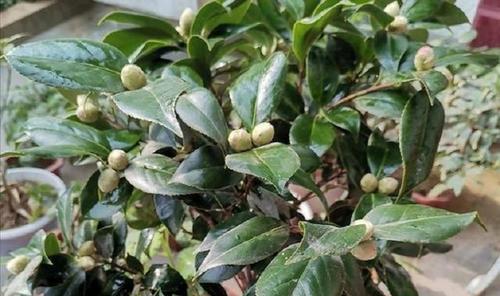 茶花种子的种植方法详解（从选择种子到栽培技巧）