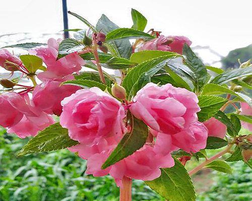 茶花种子的种植方法详解（从选择种子到栽培技巧）