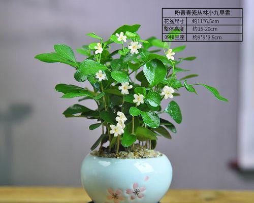 茶楼适合放什么植物（优雅茶香中的植物盛宴）