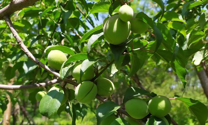 茶梅果实的营养与保健价值（探秘茶梅果实的神奇功效）