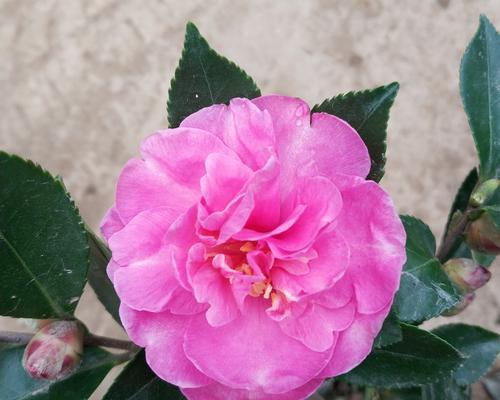 茶梅花期多长时间（了解茶梅花的生长周期与开放时间）