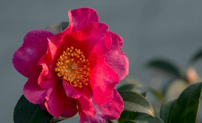 茶梅花期——从寒冬到春暖花开（茶梅开花时间）