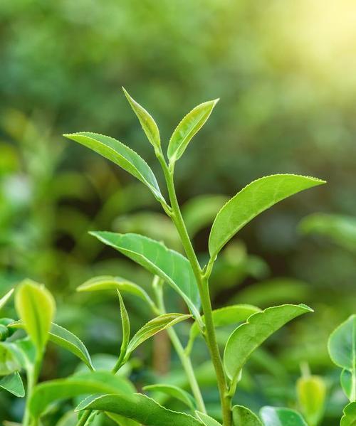 茶树不开花的原因（揭开茶树不开花的神秘面纱）