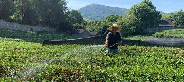 茶树如何正确浇水（科学浇水让茶树更健康）