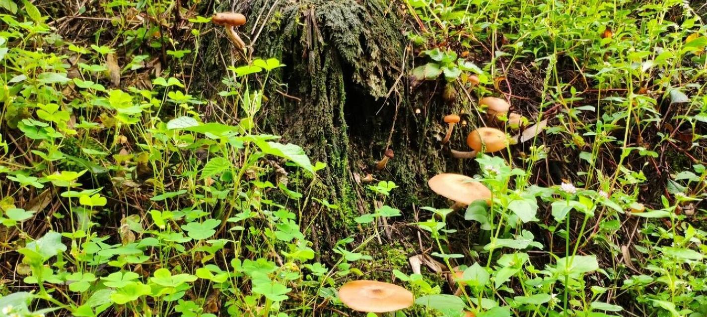 茶树菇生长条件与特点（营养丰富的低温菇）