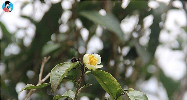 茶树开花时间及特点（探究茶树的开花规律以及与其品质的关系）