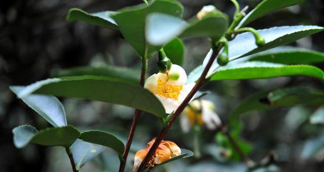 茶树开花时间及特点（探究茶树的开花规律以及与其品质的关系）