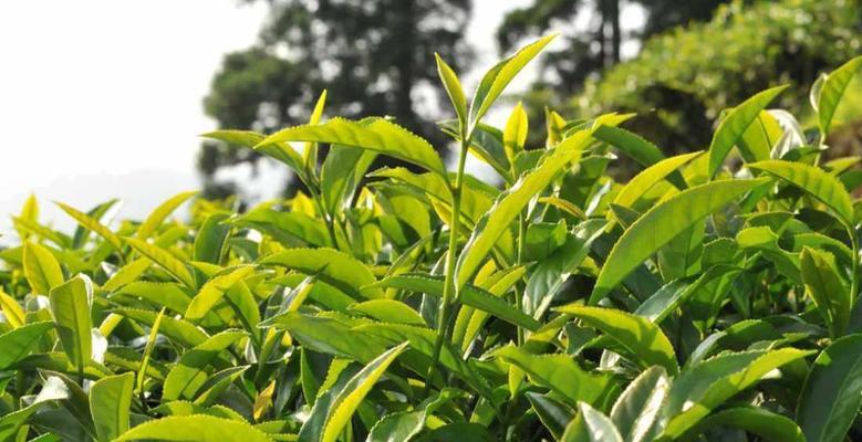 茶树种植时间选择及技巧（从季节、土壤、气候三方面考虑）