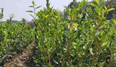 茶树种植时间选择及技巧（从季节、土壤、气候三方面考虑）