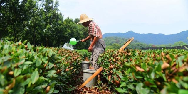 如何正确浇水茶树（茶树浇水时间及方法详解）