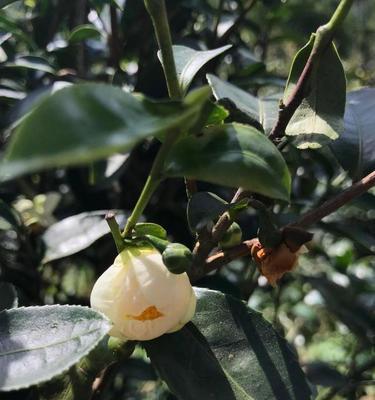 茶树开花的花期和生态特点（揭开茶树开花的神秘面纱）