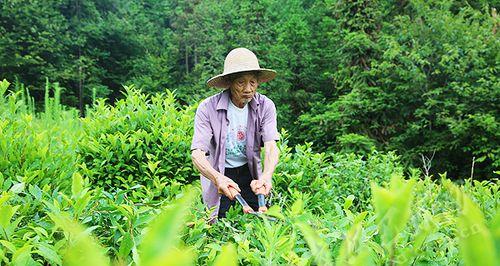 茶树剪枝时间及技巧（春季、秋季剪枝）