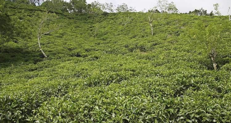 探秘油茶树的生长环境条件和特点（了解油茶树的生态环境）