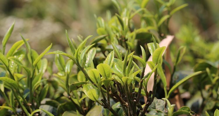 茶树种植的土壤选择（合适的土壤条件对茶树生长的重要性）